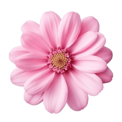 1781082126075-pngtree-simple-pink-flower-png-image11607032.png